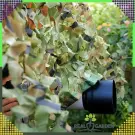 Plasa de Gradina - Camuflaj - 2 x 3 m